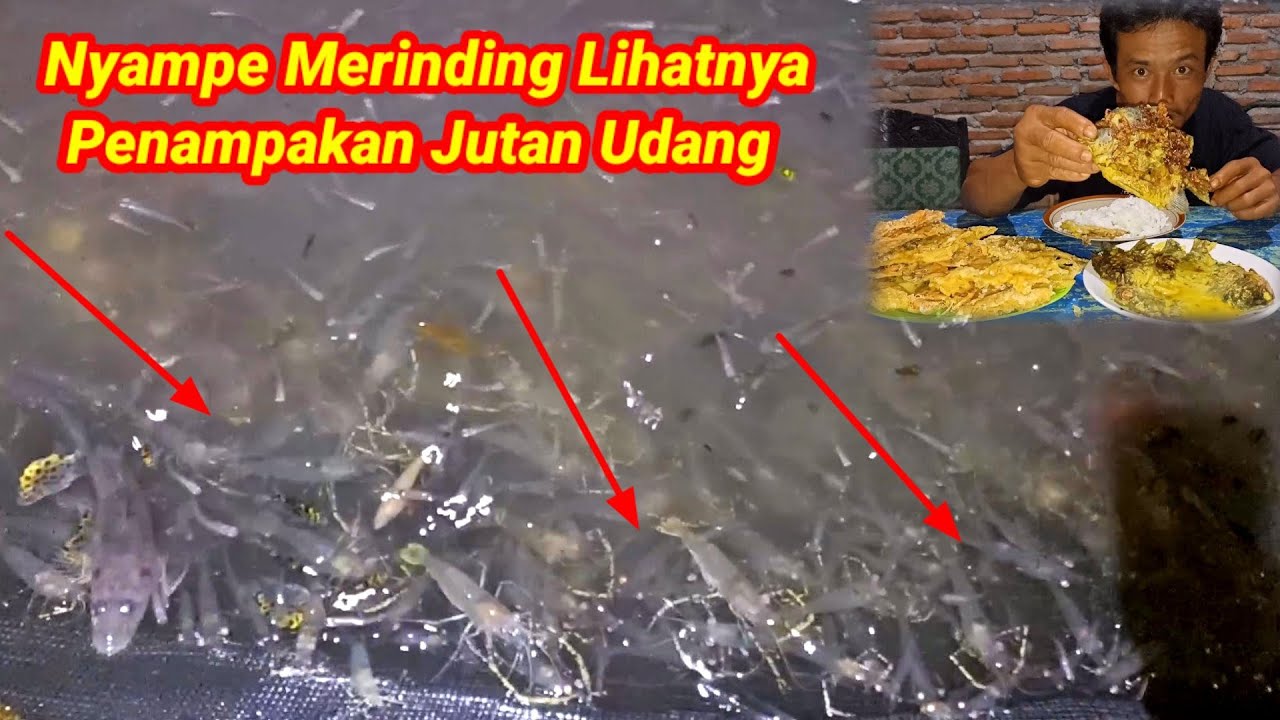2hari1 Malam Pasang Perangkap Mendekati M4ti Air Malah Panen Banyak Udang Langsung Masak Legendaris