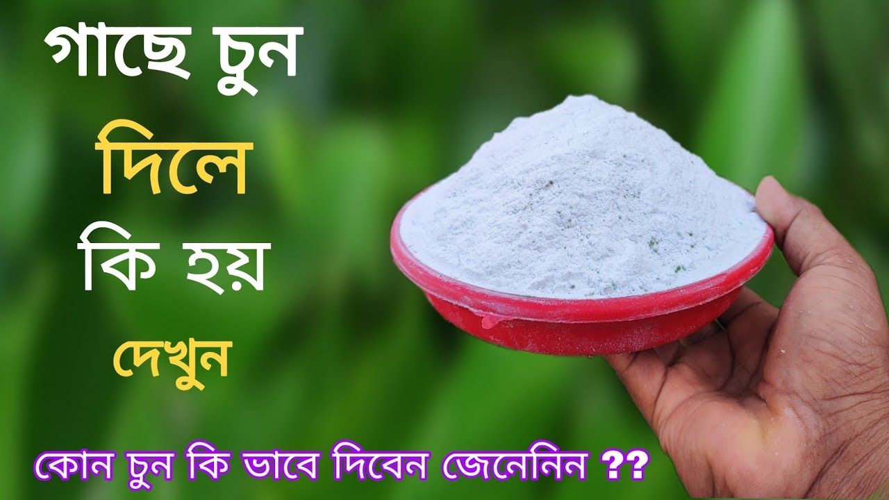 গাছে চুন দিলে কি হয় দেখুন এবং জেনে  নিন কোন চুন কিভাবে গাছে দেবেন | unknown  use of lime