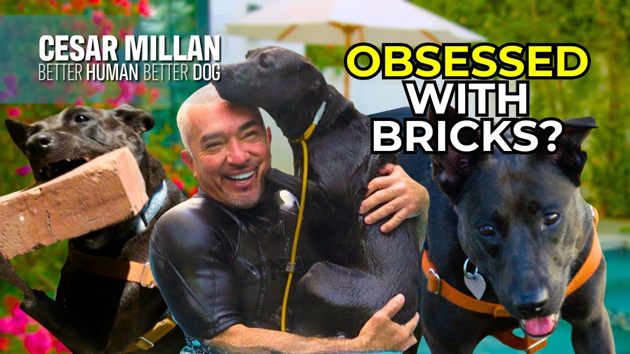 Why Is This Dog Obsessed with Bricks? - Better Human Better Dog - Season 1 - Episode 2