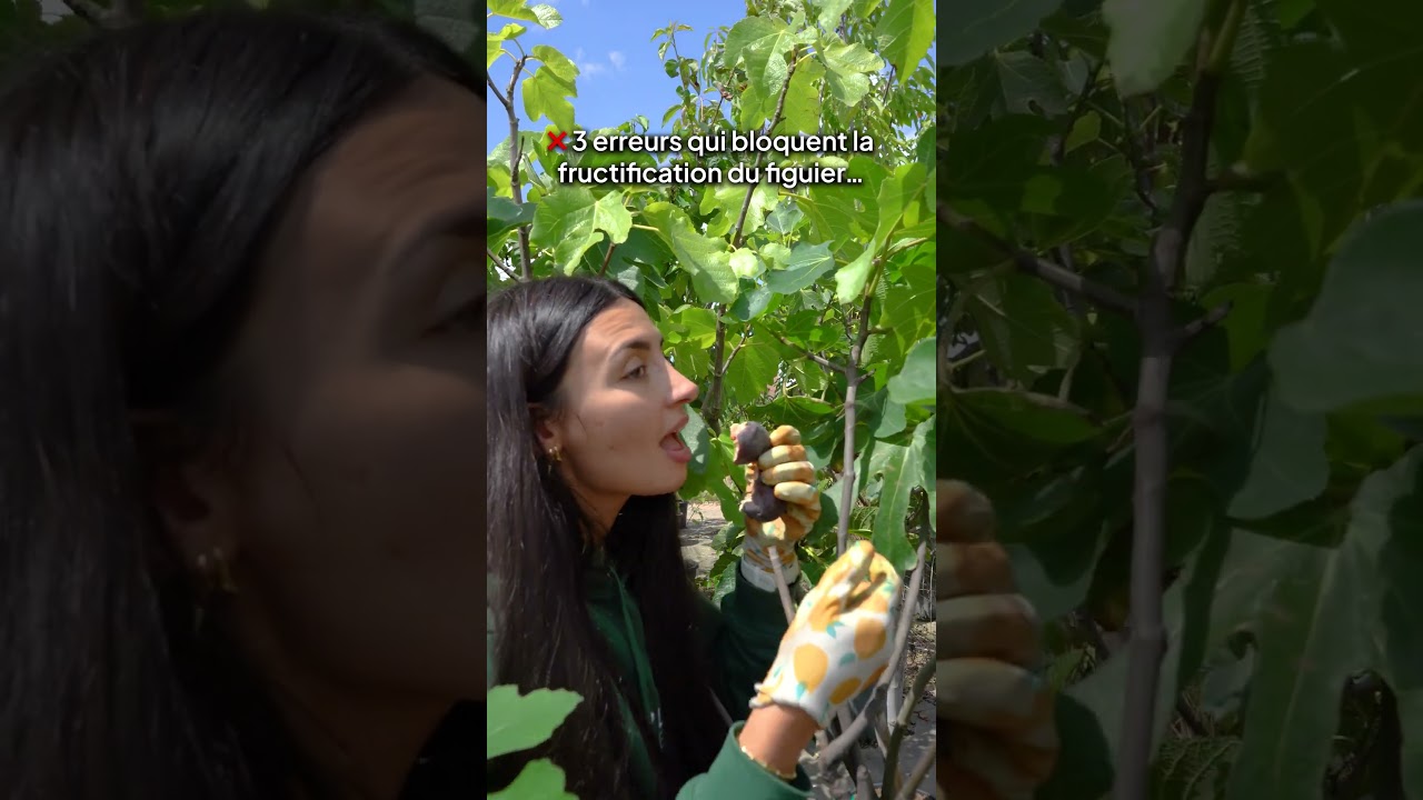 ❌ 3 ERREURS &agrave; &eacute;viter pour UN MAX de FIGUES