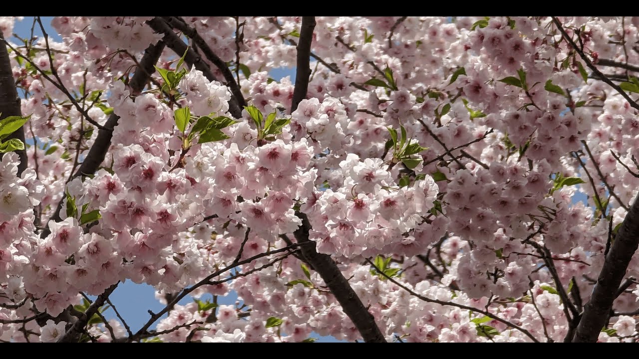 Garyu Park and Fujikawaguchiko - Japan Sakura April 2023