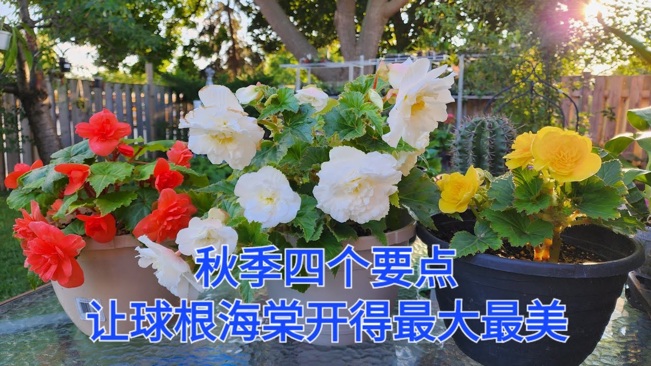 Sophie's Garden  秋季4个要点让你的球根海棠开得最大最美