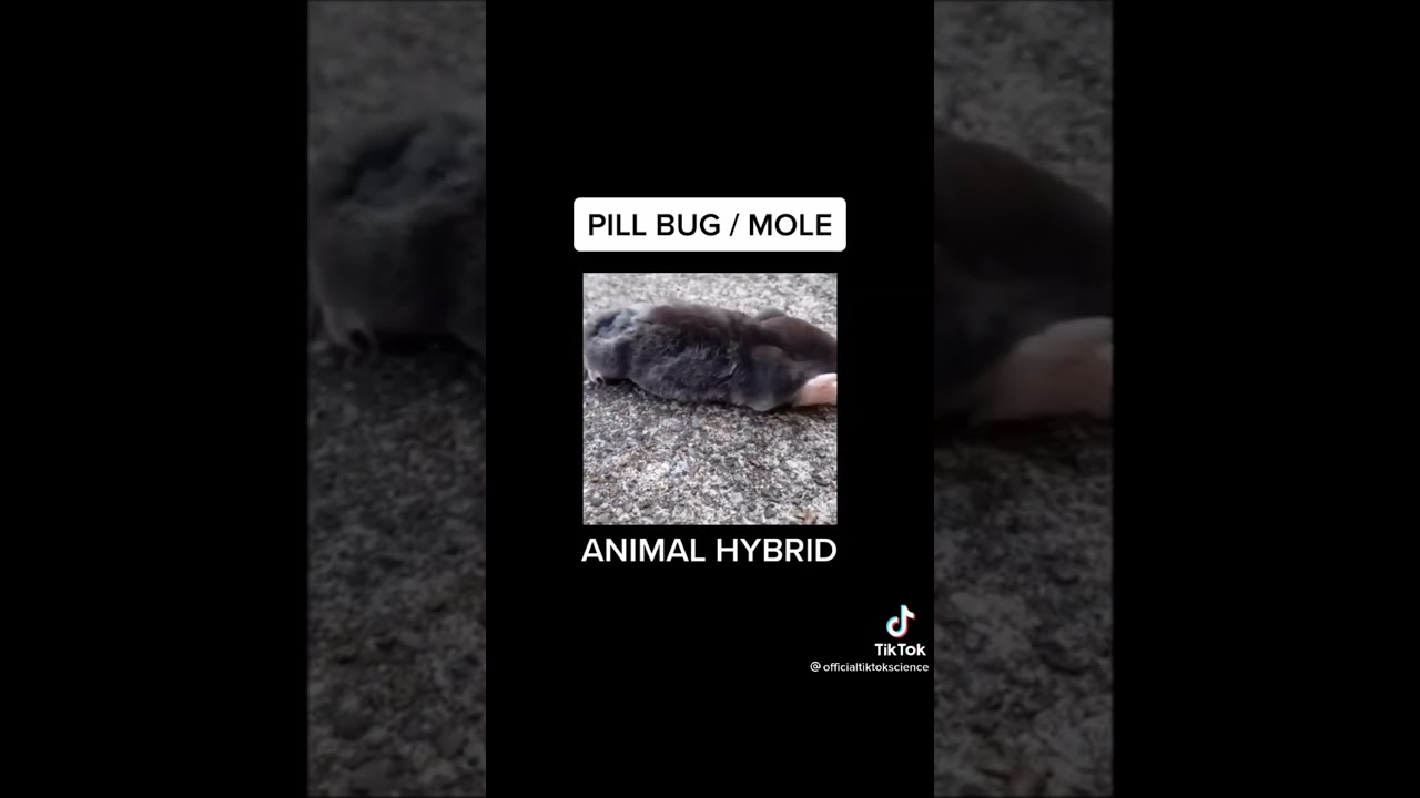MIXING INSECT AND ANIMAL'S DNA PART 2 | TIKTOK COMPILATIONS