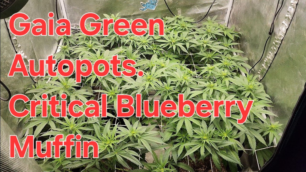 Gaia green with Autopots. Critical Blueberry Muffin.