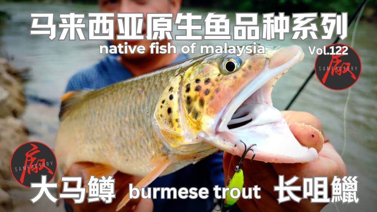 Vol.122 马来西亚原生鱼品种 NATIVE FISH OF MALAYSIA 马鳟-长咀鱲-BURMESE TROUT-SIKANG #fishingvideos #streamfishing