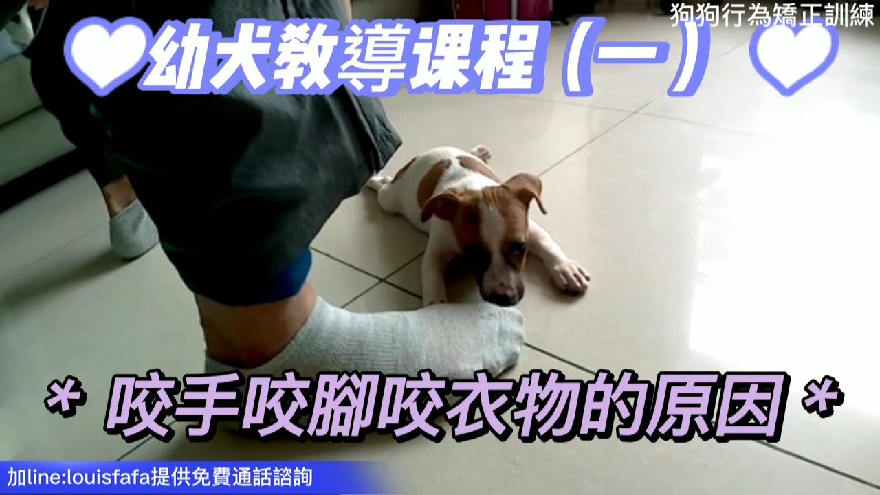 EP101幼犬教學系列幼犬亂咬,咬手咬腳咬衣物的原因-（傑克羅素娜娜1）狗狗行為矯正訓練
