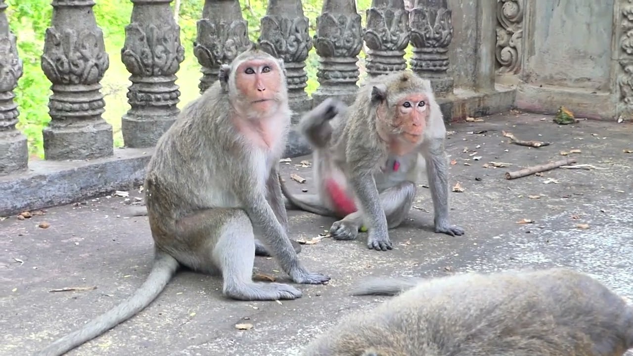Mother Monkey Emila bring baby Elon asking food in the park