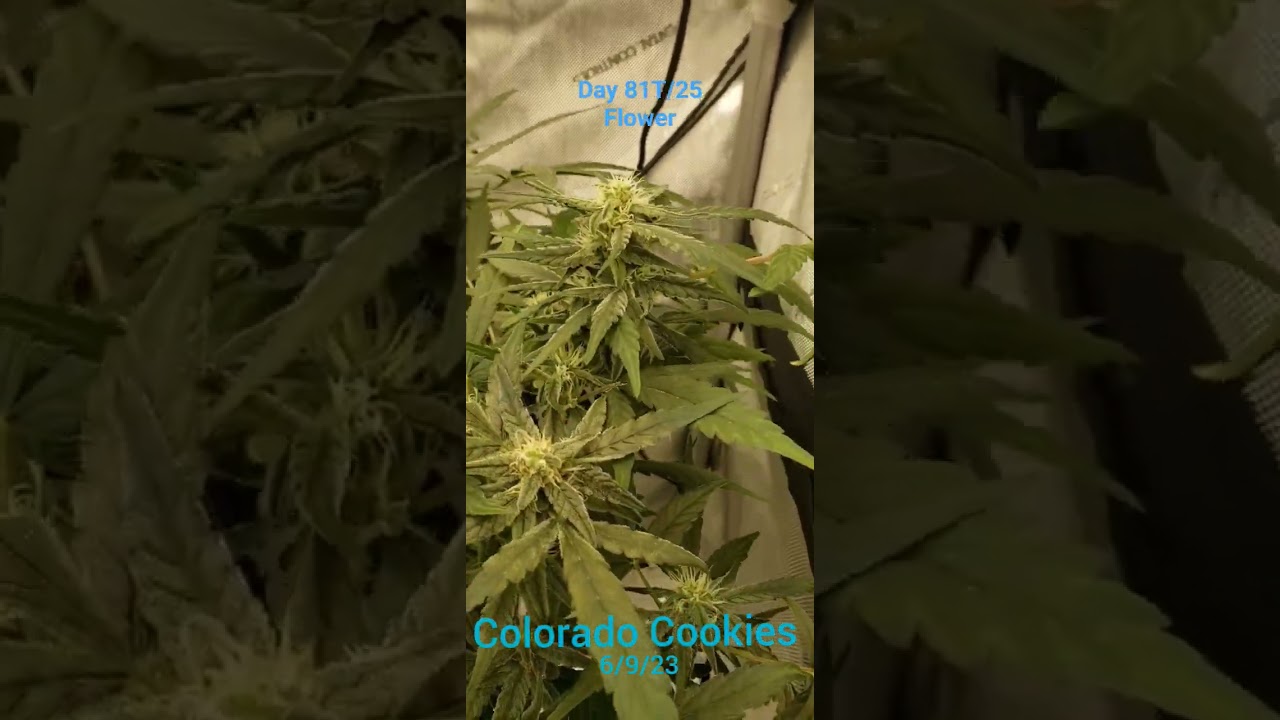 Colorado Cookies Auto DWC 6/9/23 Day81T/25Flower