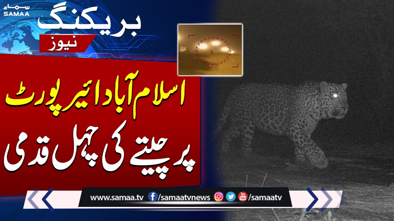 Black Leopard Spotted Near Islamabad International Airport | SAMAA TV