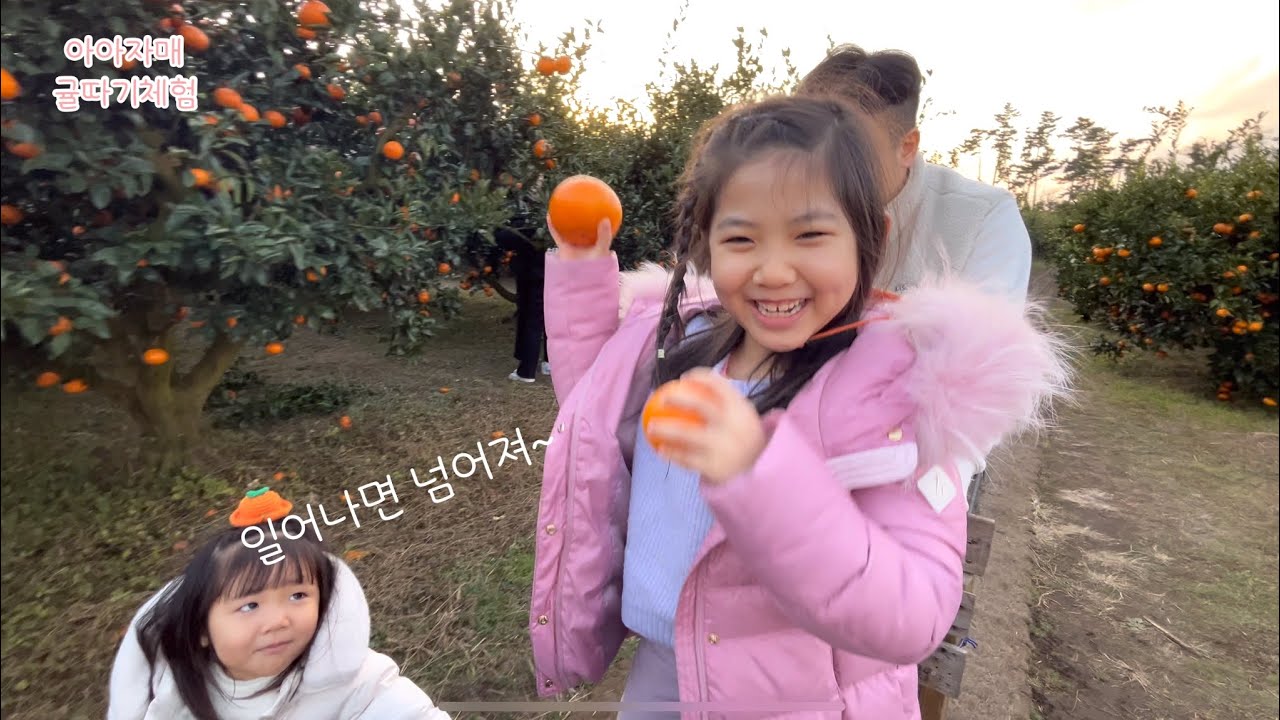 제주도에서 아이랑 귤따기체험 