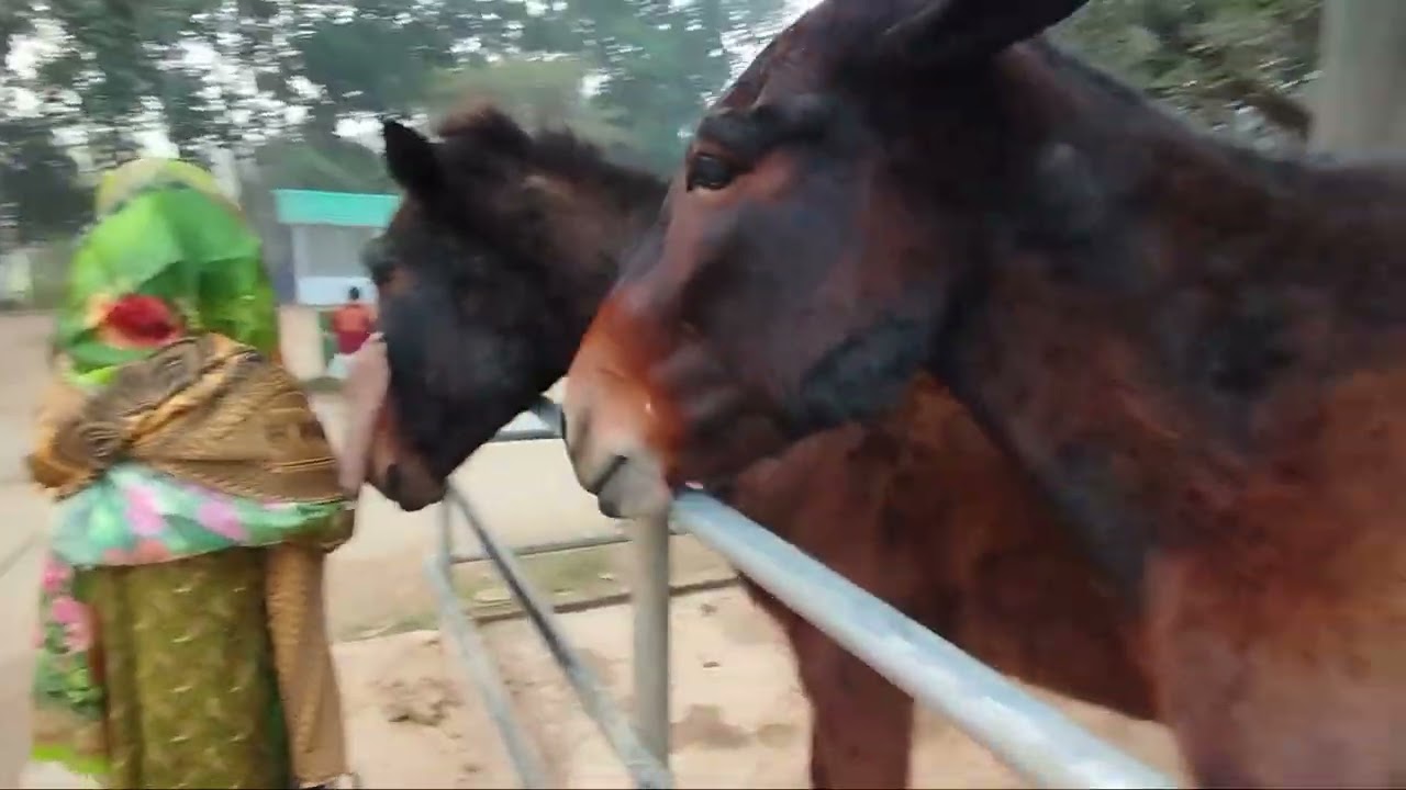 আকাশ ভাইয়ের ব্লক ভিডিও সবার মিনি চিড়িয়াখানা কি কি আছে আপনাদেরকে দেখাবো