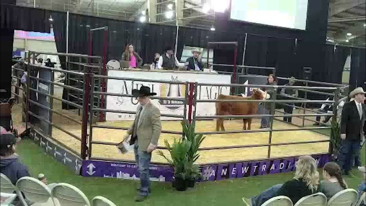 Mini Magic Miniature Hereford Sale 1-12-2022 Broadcast on LiveAuctions.TV