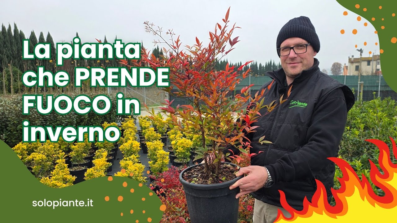 Nandina: la pianta che “prende fuoco” in inverno 🔥🌿
