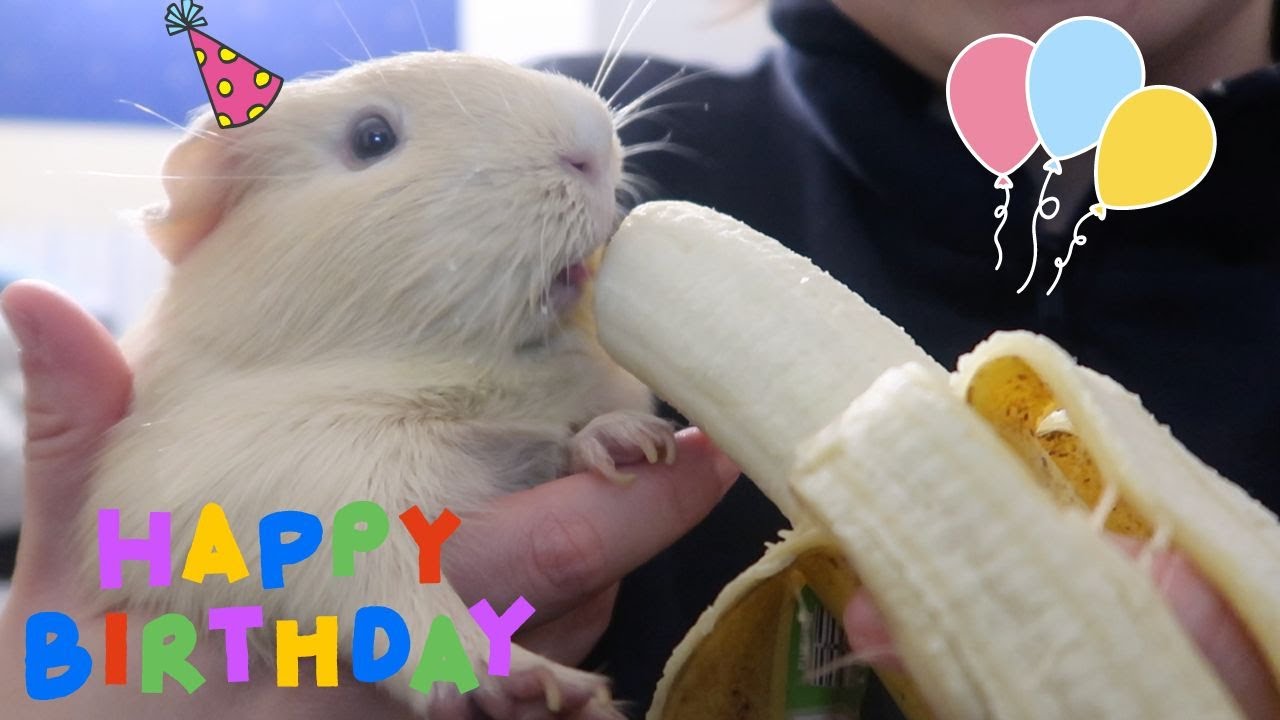 Guinea Pigs' 1st Birthday #guineapig #adoptdontshop #happybirthday