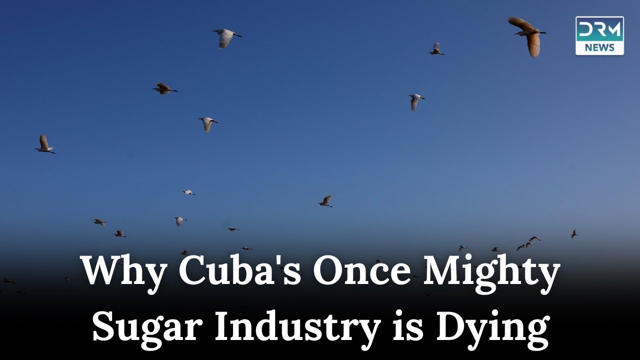 Cuba&rsquo;s Sugar Industry Collapse: From Glory to Crisis | DRM News | AF1G
