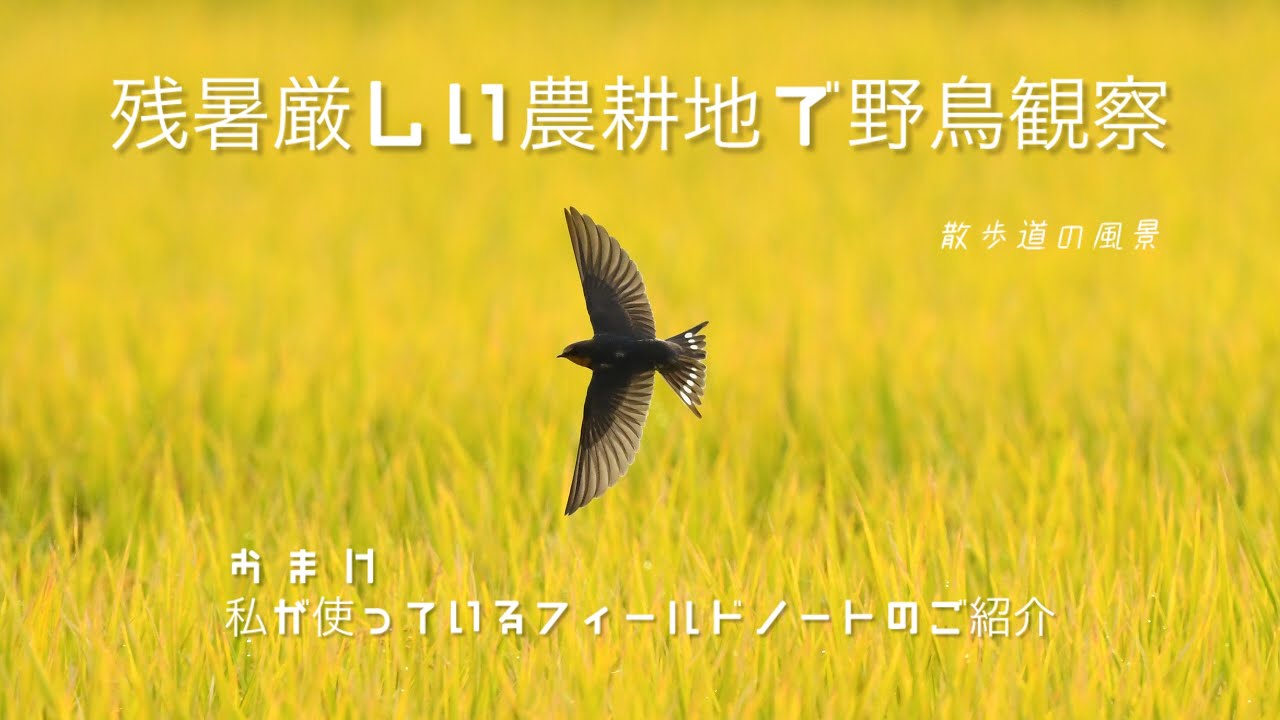 《ゆるい自然観察Vlog117》残暑厳しい農耕地で野鳥観察/フィールドノートのご紹介