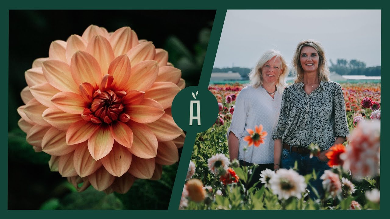 Dahlia Heaven: Famflowerfarm, de dahliakwekerij van Linda & Marlies I Angelo Dorny
