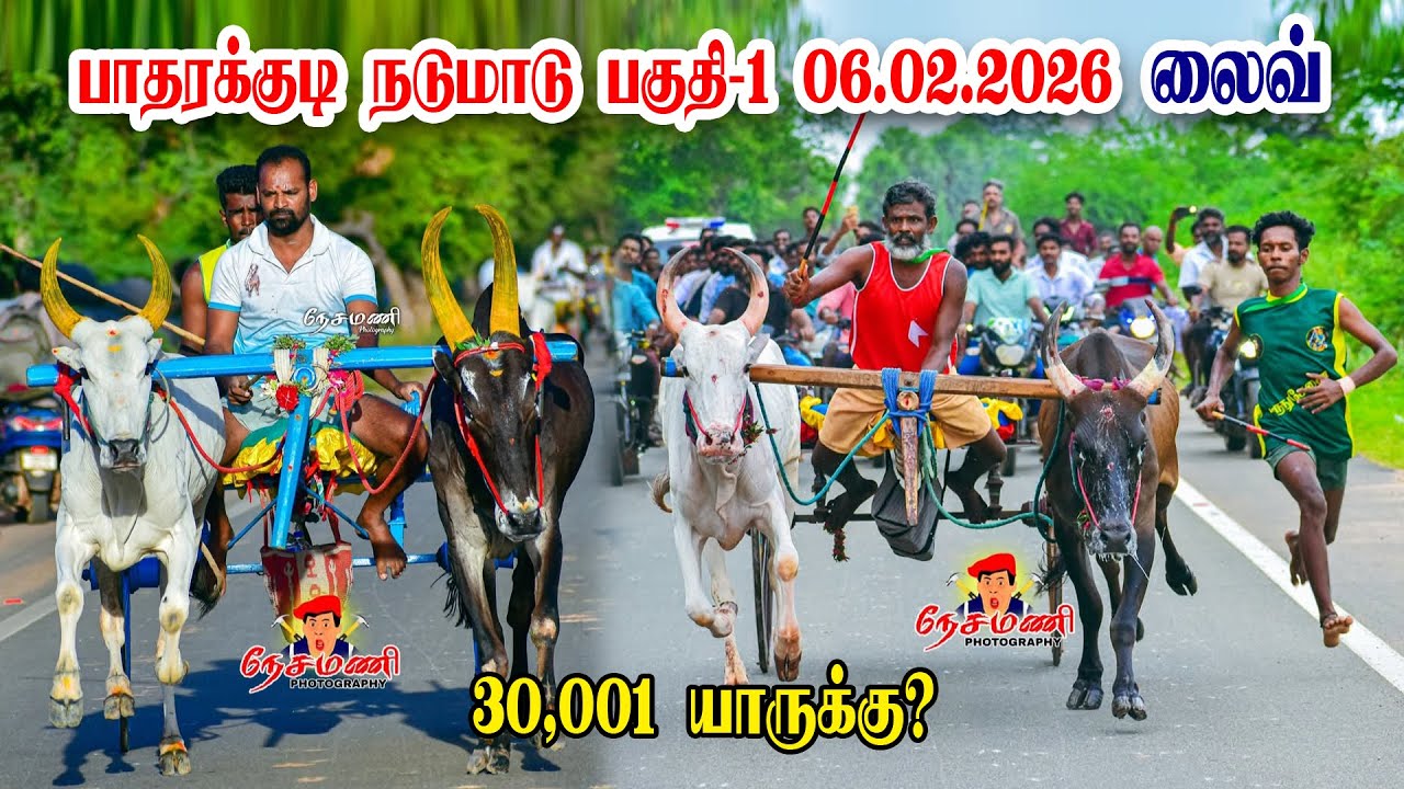 பாதரக்குடி நடுமாடு live 2026 15.வண்டிகள் 