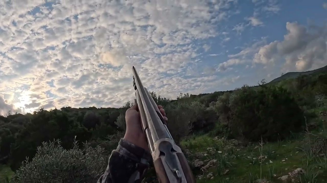 2025 KKTC cikla avı / cyprus turdus hunting / caza de zorzales