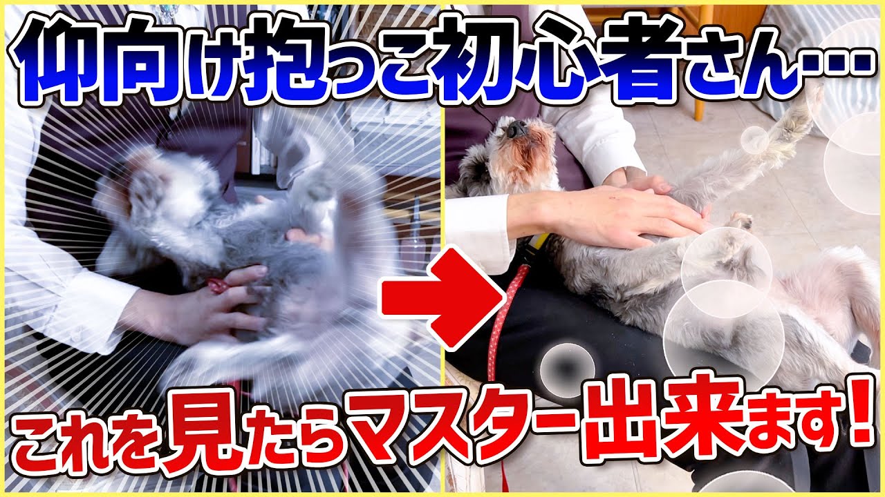 愛犬を落ち着かせたい！焦らずにこの抱っこ方法を反復練習！ #仰向け抱っこ