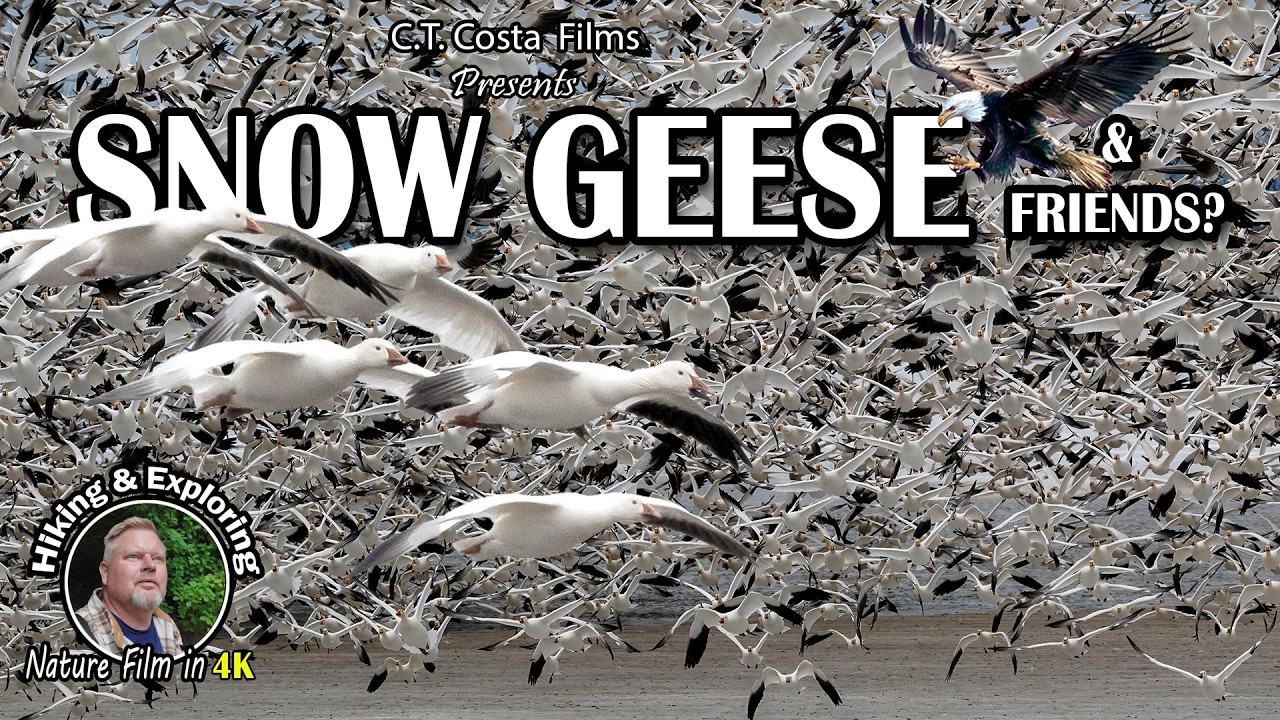 50,000+ Birds Fill the Sky | Snow Geese Migration at Middle Creek WMA