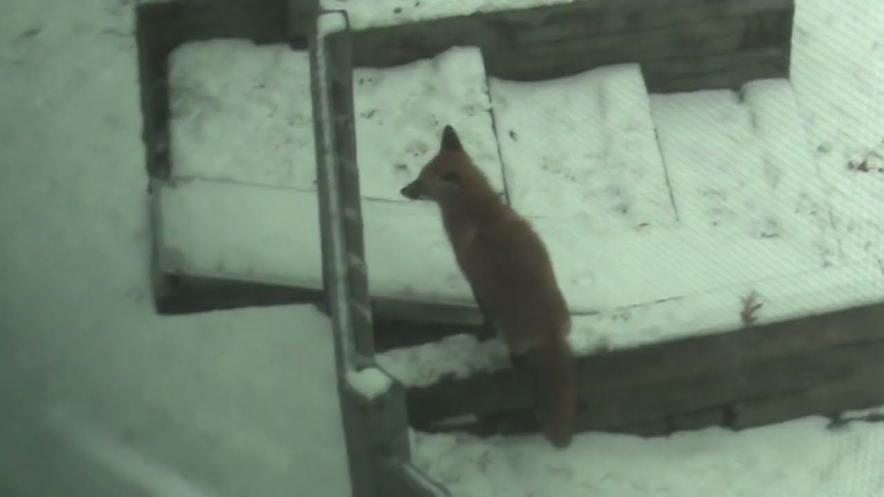 Foxes In Our Backyard - December 13, 2025