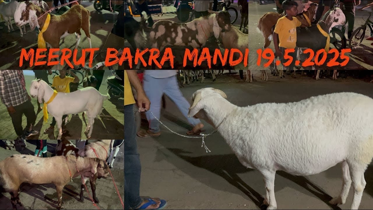 Meerut Bakra Mandi 19 May 2025 #viralvideo #goat #animals #youtubevideo #bakraeid #goats #qurbani