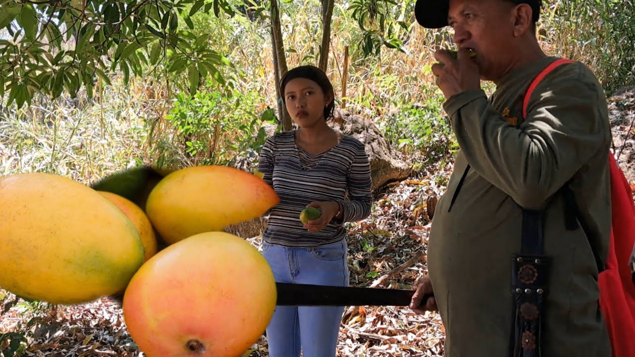 Buscando,Encontramos mangos maduros ya en esta mamguera😱