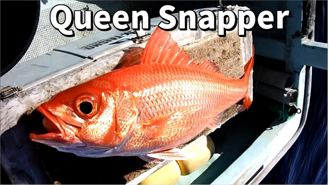 Deep Drop Vertical longline Fishing   |   Snapper Handline Tradition