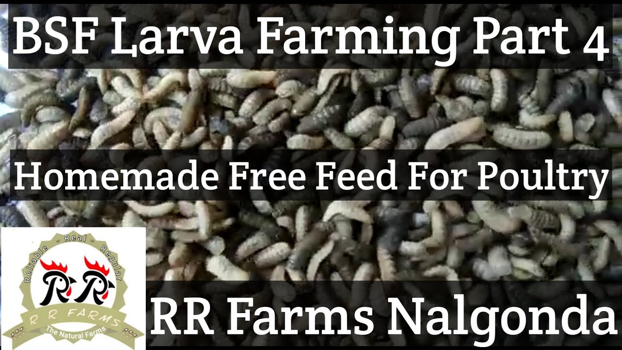 BSF Larva Farming part 4, Free High Protein Home Made Feed