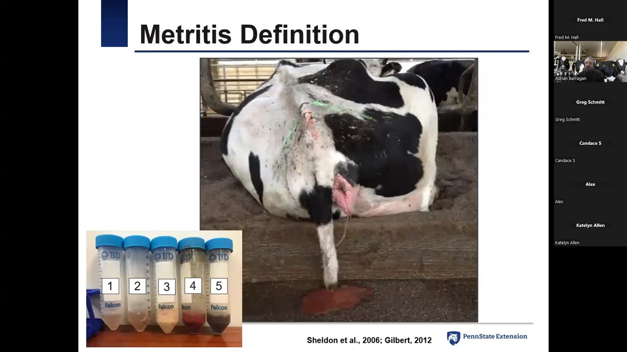 Metritis in Dairy Cows