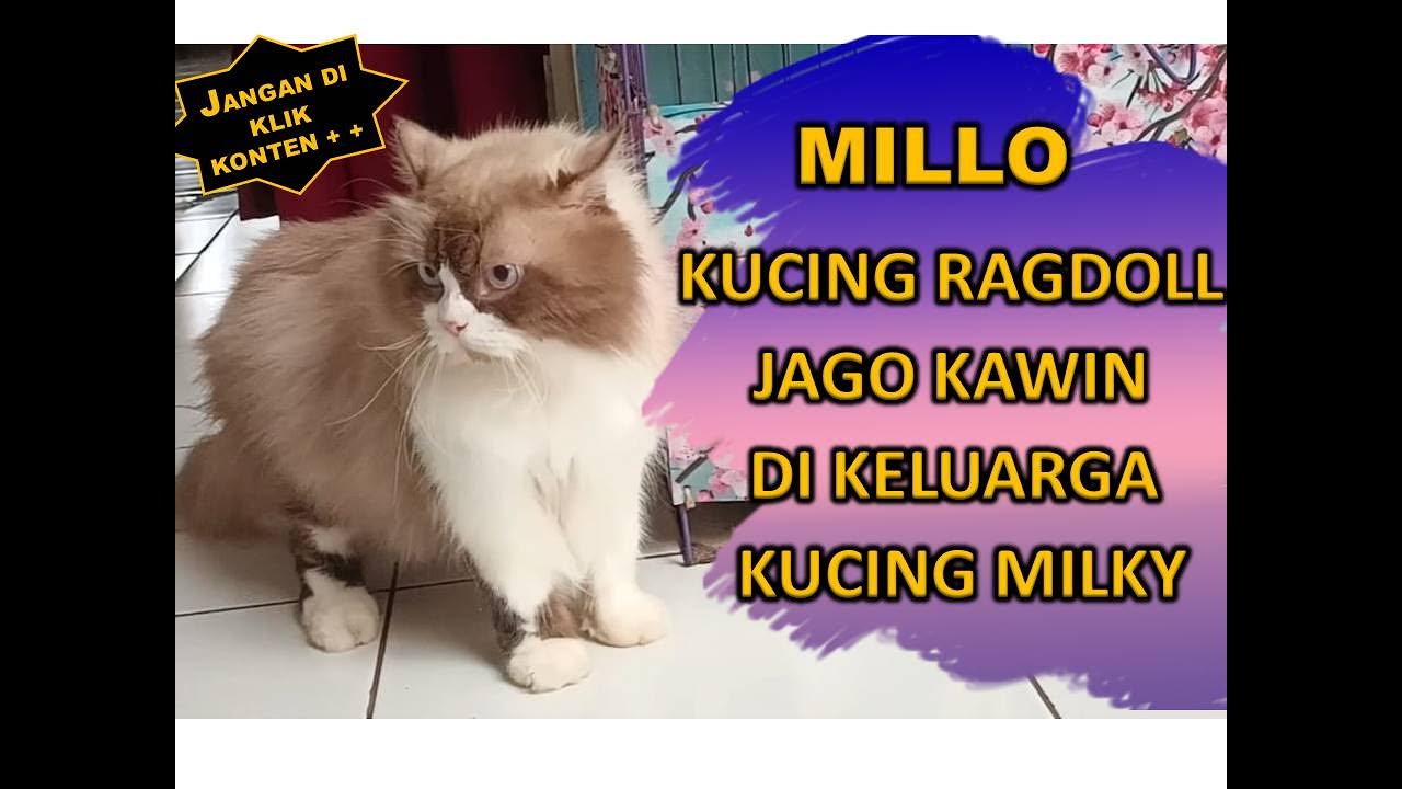 MILLO KUCING RAGDOLL JAGO KAWIN DI KUCING MILKY