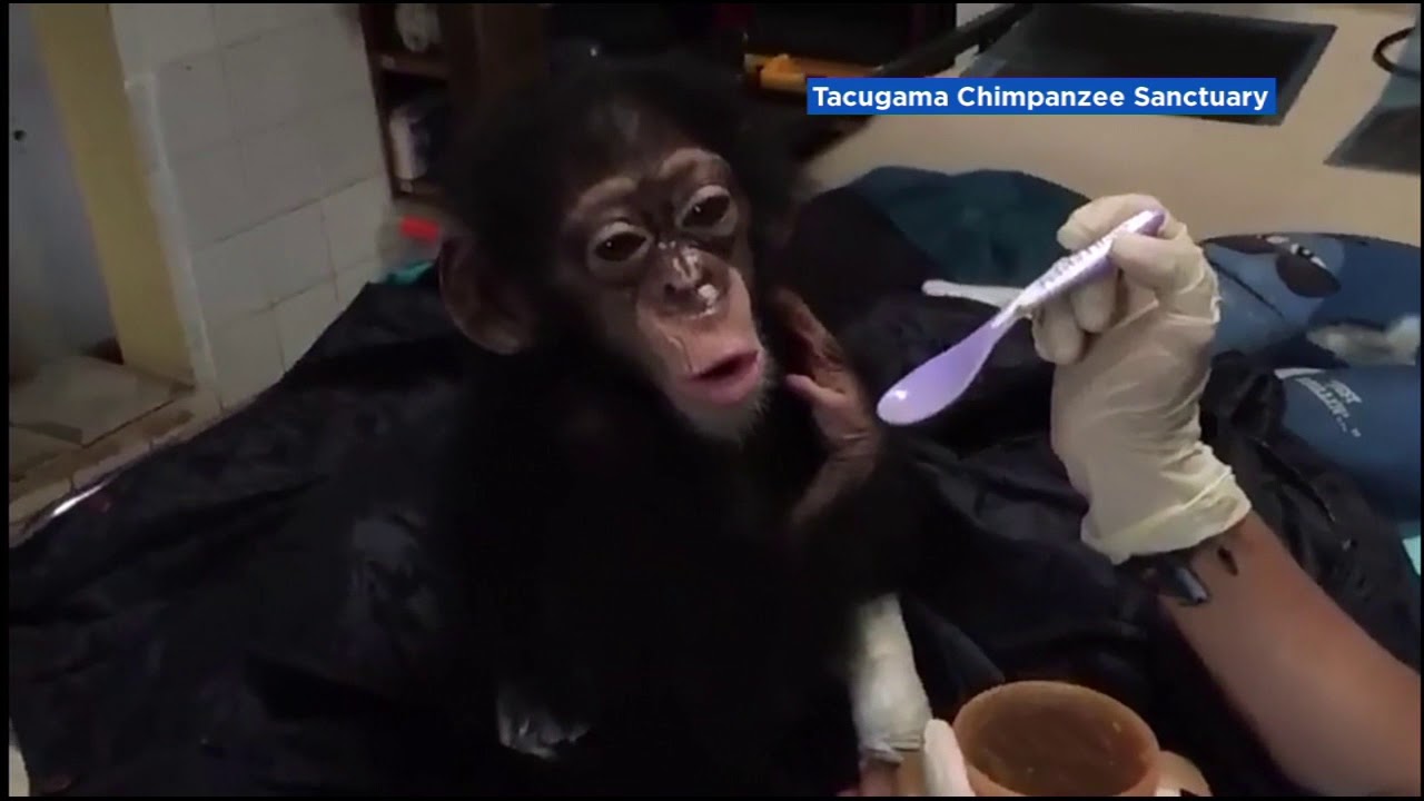 Baby chimp named Lily rescued after being kept as pet in small cage