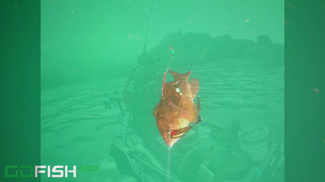 Pollock, wrasse and bass on lures, from a kayak in Ireland.