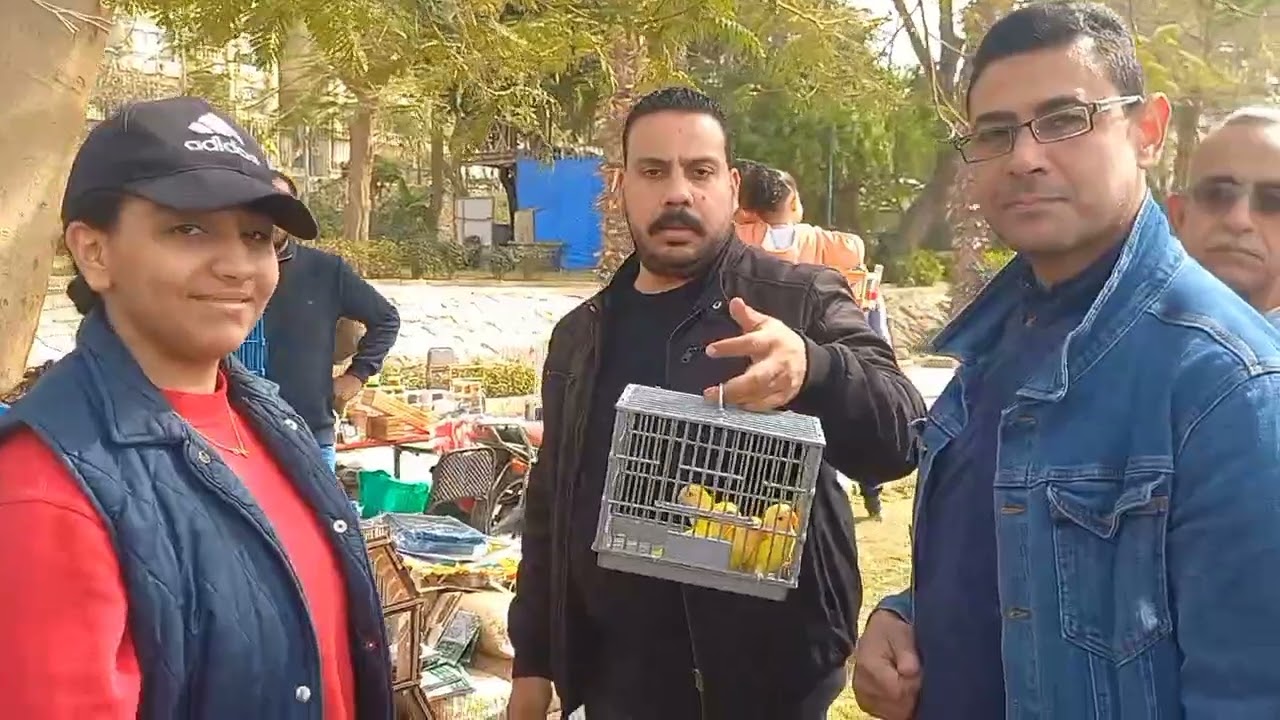 بيعنا عصافير الناس في مزاد🌶وكلها اتباعت ما شاء الله💯في مهرجان طيور الزينة💚شوف ايه اللي اتباع وبكام⁉️