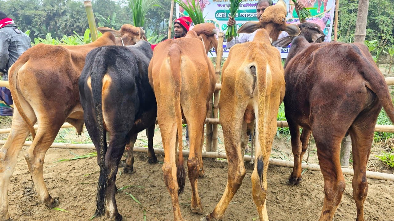 1/1/26/বর্ডার এলাকা থেকে কম দামের সেরা মানের শাহীওয়াল ষাঁড় বাছুর গরু কিনুন।ক্যাশ অন ডেলিভারি।