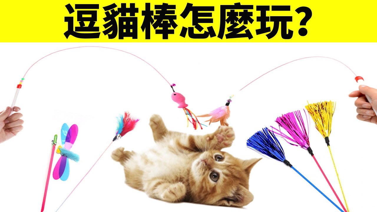 逗貓棒怎麼玩？你真的會嗎？
