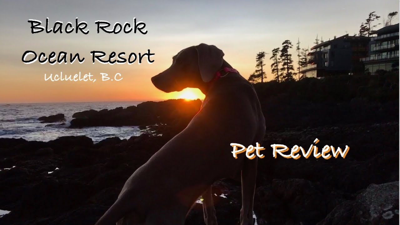 Is the Black Rock Ocean Resort In Ucululet BC really pet friendly? A 2018 Weimaraner review.