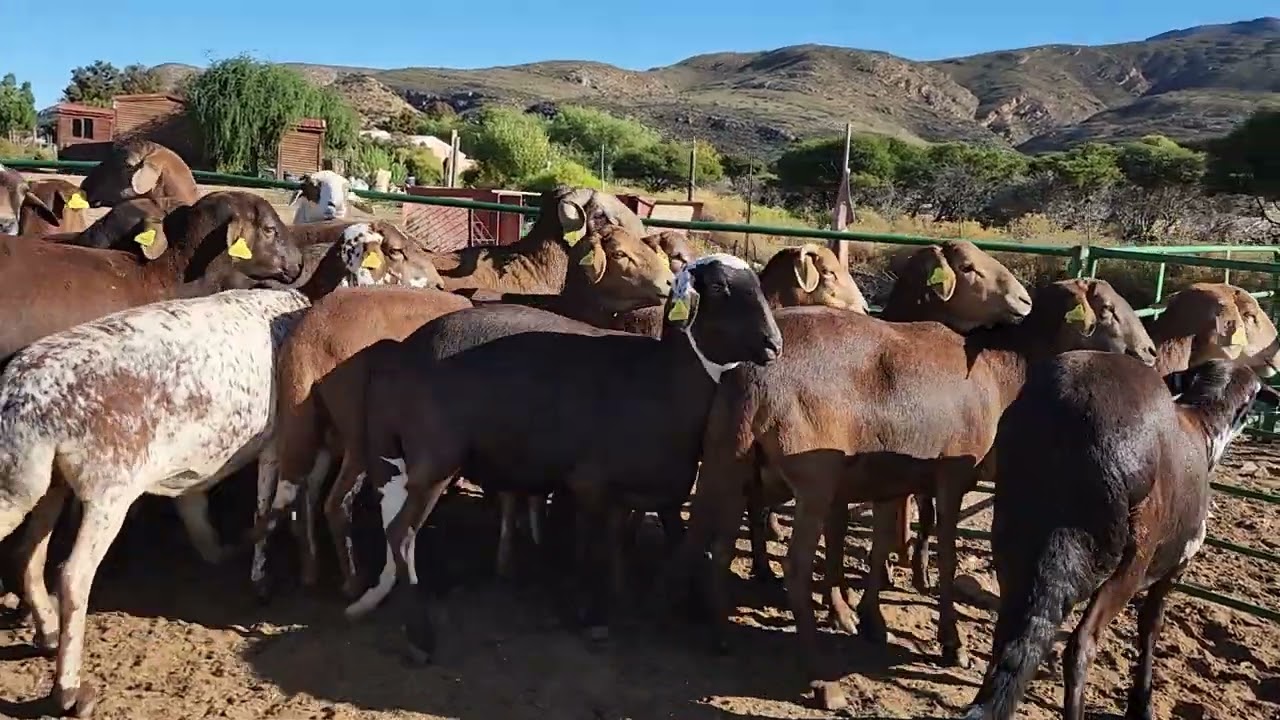 Kaokoland damara sheep
