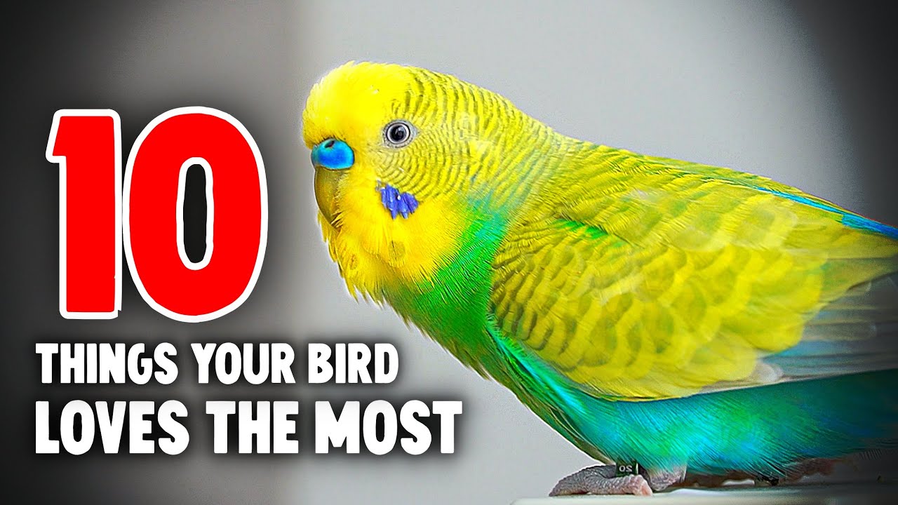 10 Things Your Bird Loves the Most