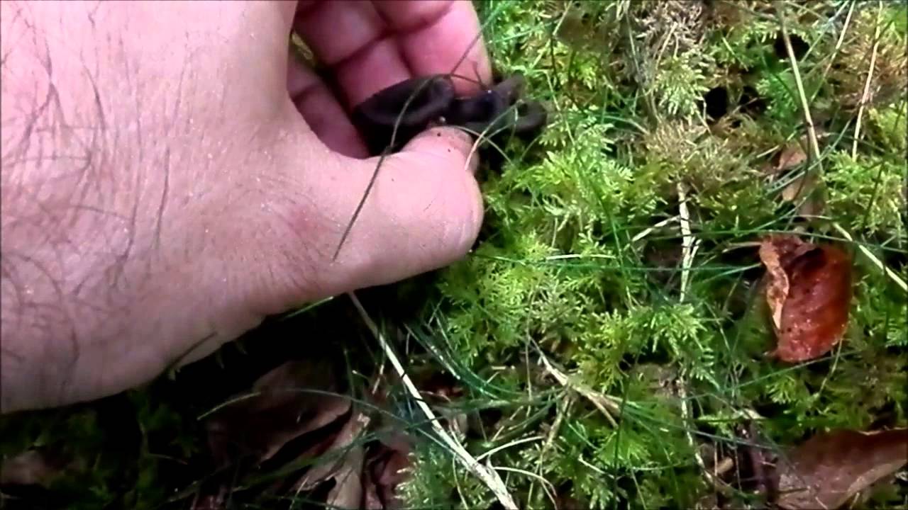 Perretxiko barietatea