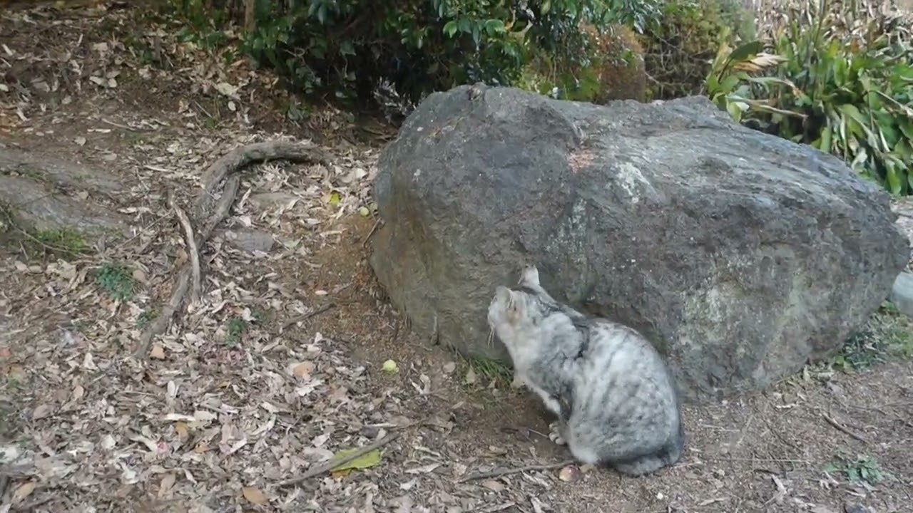 【Cat Video】 meowmeow Happy #cat  #cats  #cute