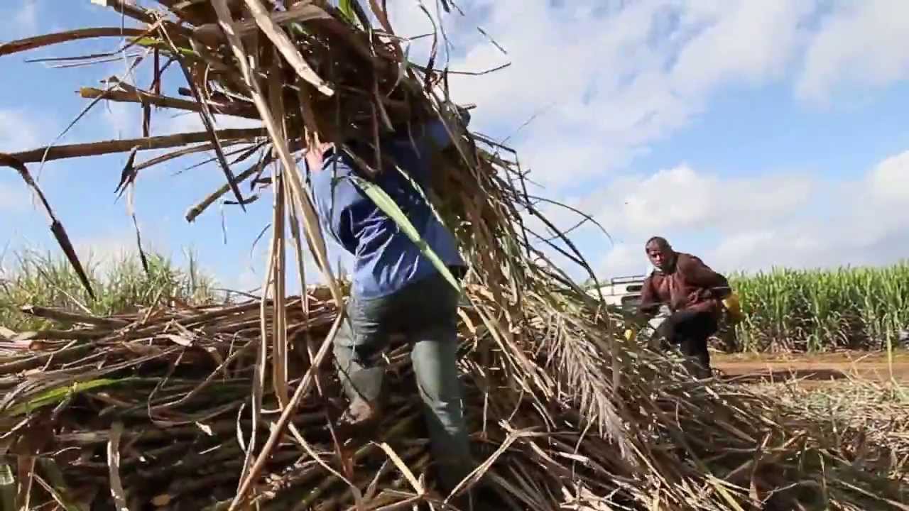 MAURITIUS La récolte de la Canne à Sucre