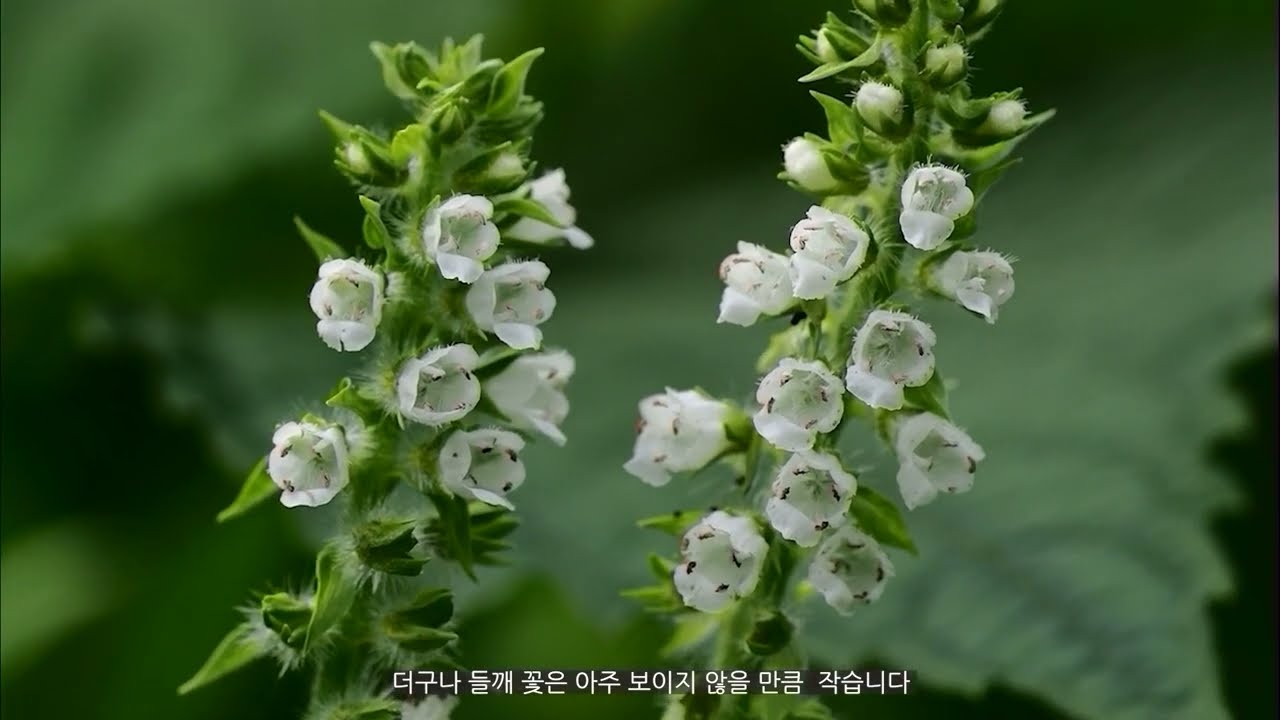 카메라 조리개 F 수치 잊고 조리개 미리보기로 심도를 보고촬영하자
