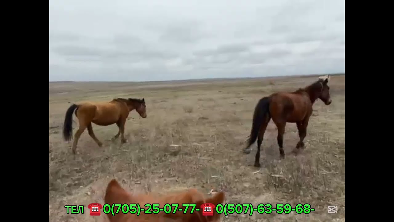БЭЭЛЕР САТЫЛАТ БООЗ БААРЫ ЖАЛПЫ САНЫ 10-БАШ БИР ҮЙҮР ЖЫЛКЫ 