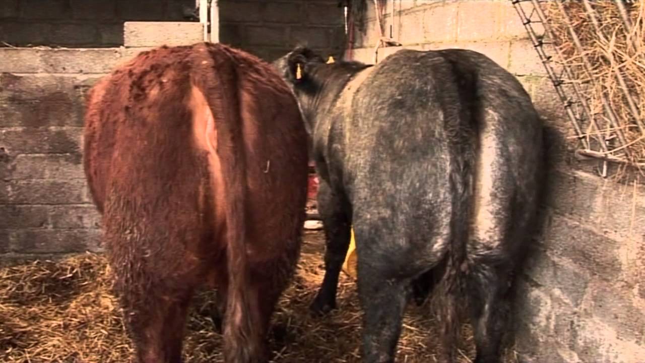 Profit from production - Beefing up breeding