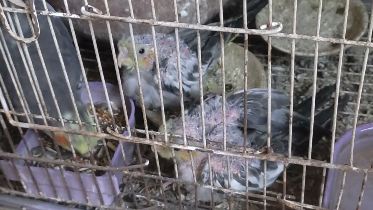 Beautiful cockatiel parrot family 😍🐣🐥