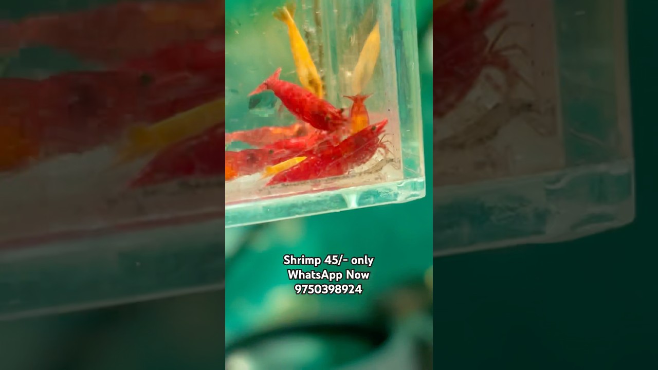 Shrimp low price 