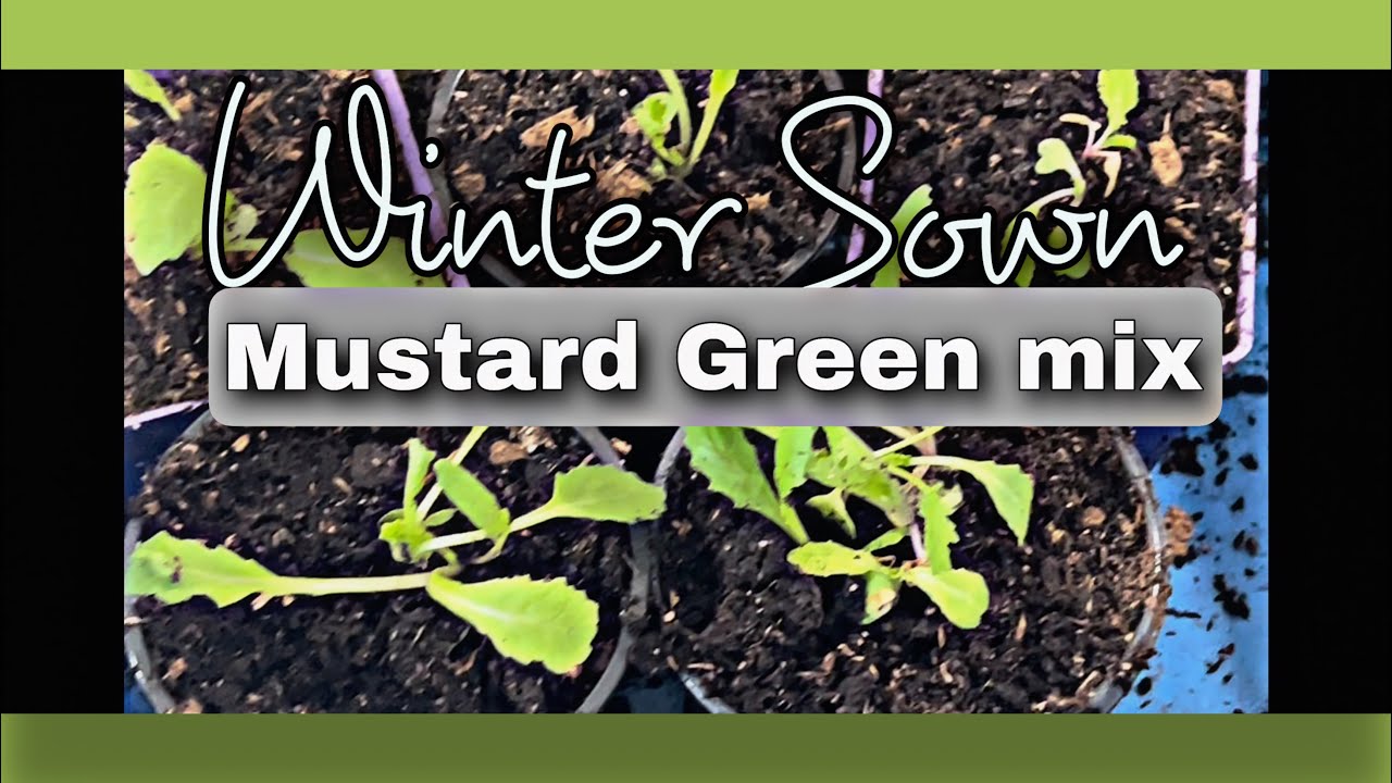 #Shorts- Winter Sown Mustard Greens mix... pot up and fertilize