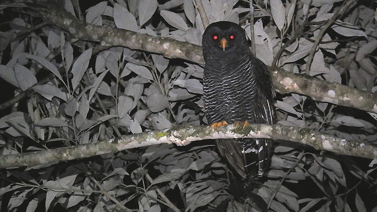 O canto da coruja-preta / Black-banded Owl song (Strix huhula)